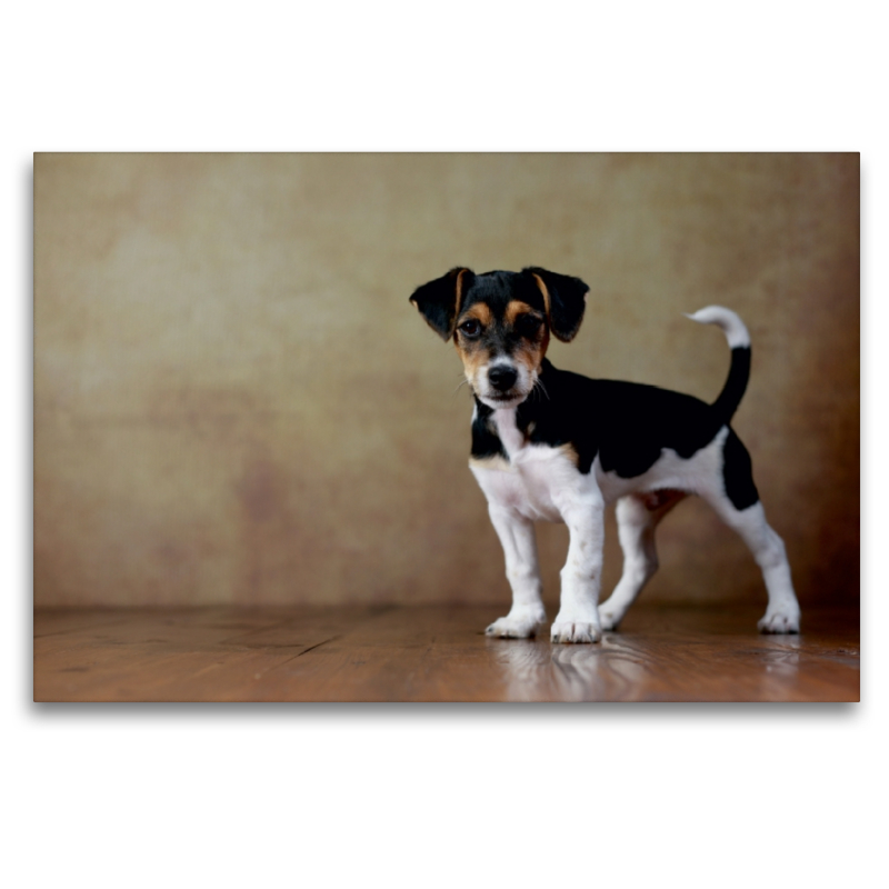 Liu - Jack Russell Terrier, 10 Wochen