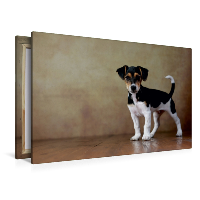 Liu - Jack Russell Terrier, 10 Wochen