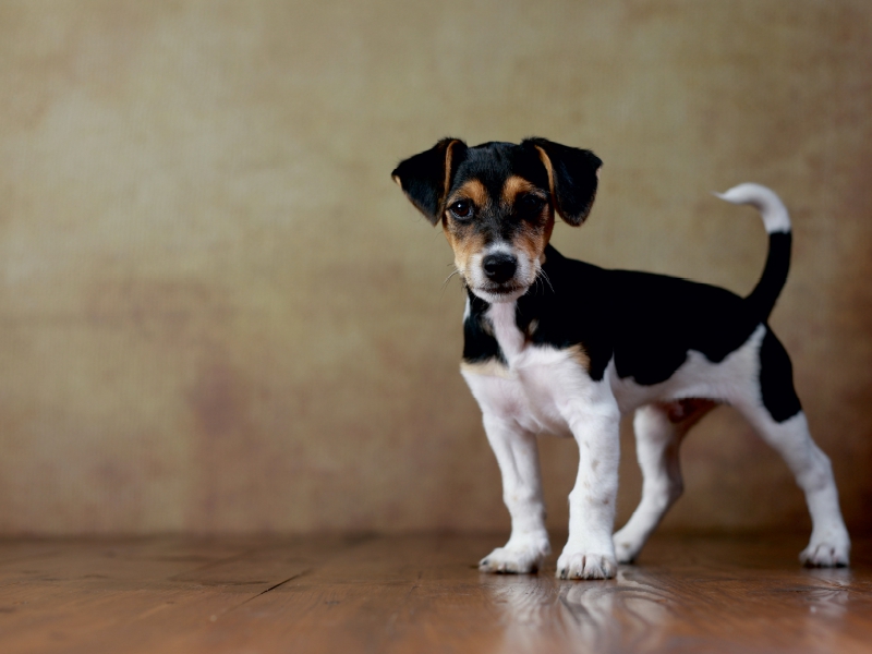 Liu - Jack Russell Terrier, 10 Wochen