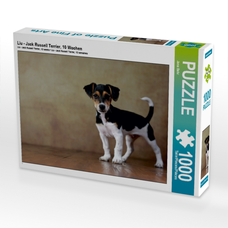 Liu - Jack Russell Terrier, 10 Wochen