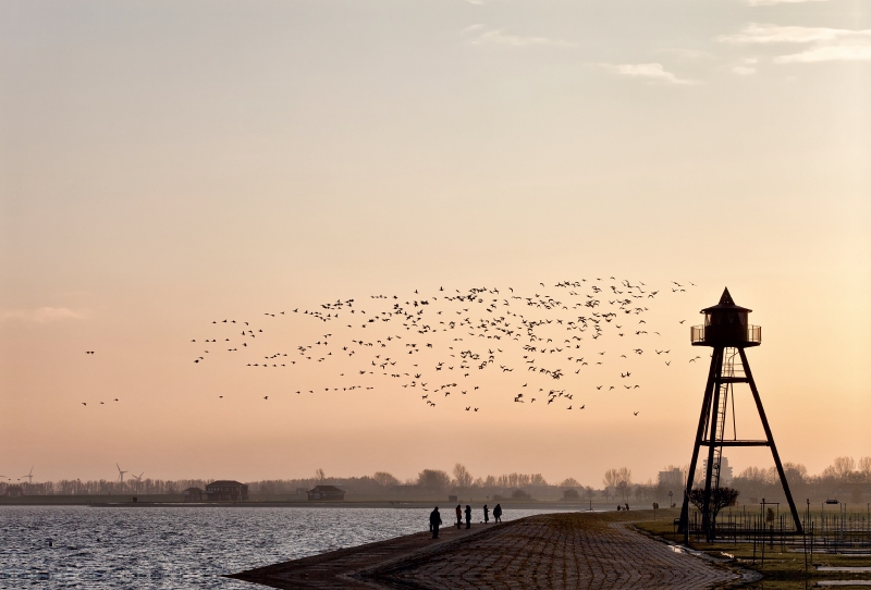 Alter Leuchtturm Schillig mit Ringelgansschwarm