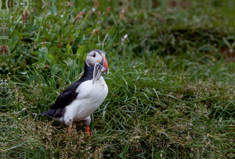 Papageientaucher