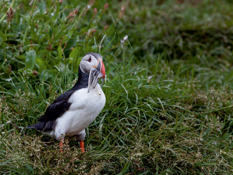 Papageientaucher