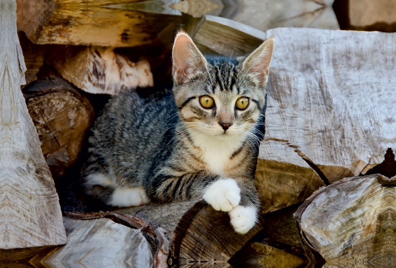 Niedliches junges Kätzchen auf einem Holzstapel