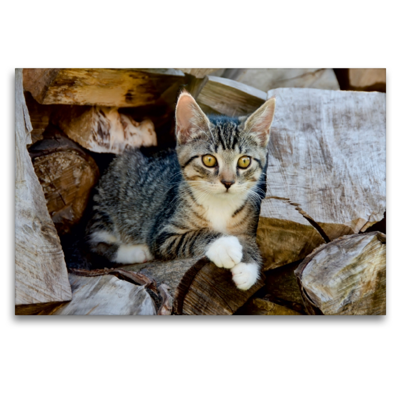 Niedliches junges Kätzchen auf einem Holzstapel