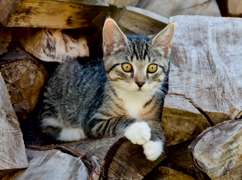 Niedliches junges Kätzchen auf einem Holzstapel