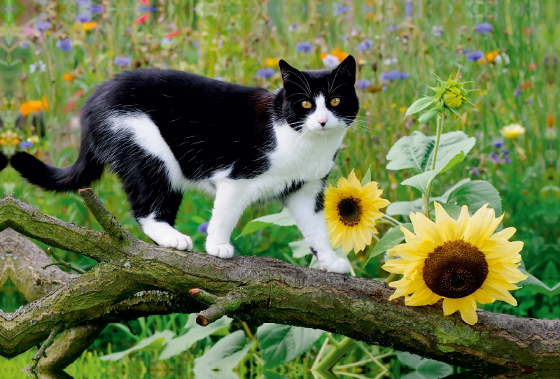 Schwarz-weiße Katze mit Sonnenblumen