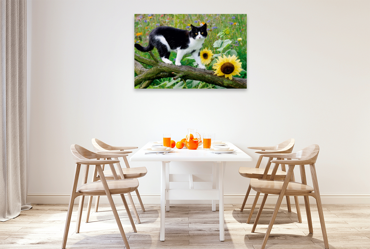 Schwarz-weiße Katze mit Sonnenblumen