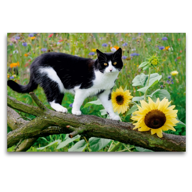 Schwarz-weiße Katze mit Sonnenblumen