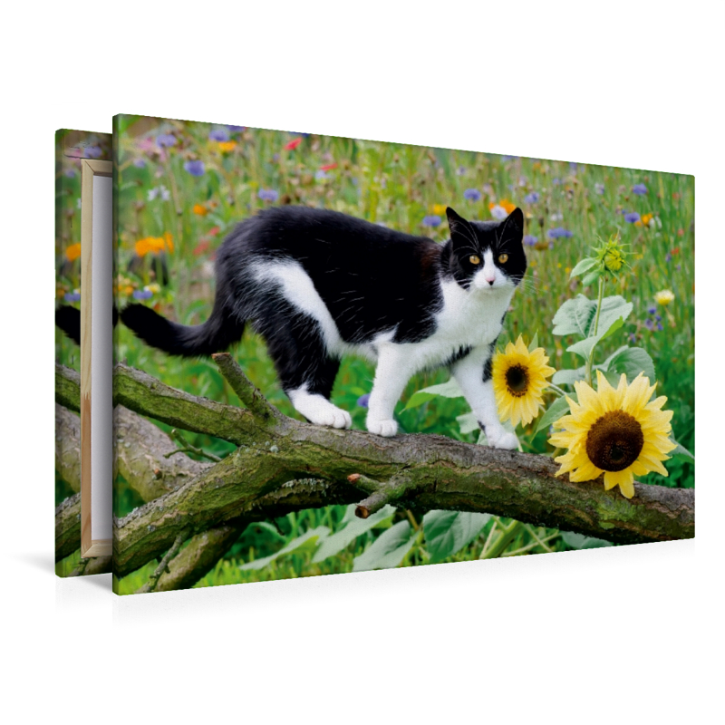 Schwarz-weiße Katze mit Sonnenblumen