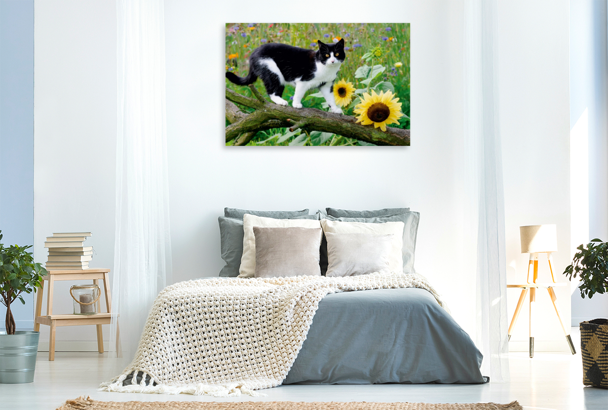 Schwarz-weiße Katze mit Sonnenblumen