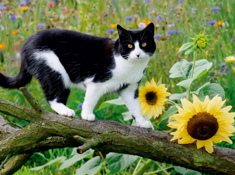 Schwarz-weiße Katze mit Sonnenblumen