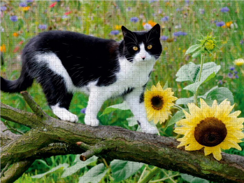 Schwarz-weiße Katze mit Sonnenblumen