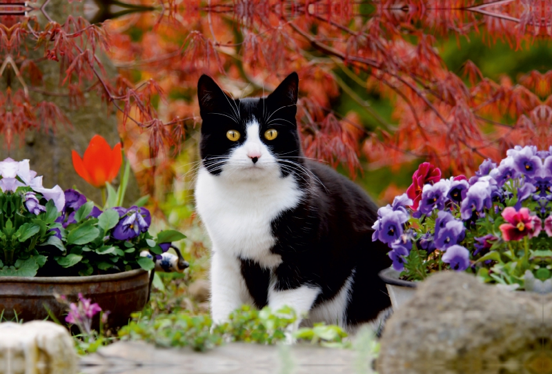 Schwarz-weiße Katze im blühenden Garten