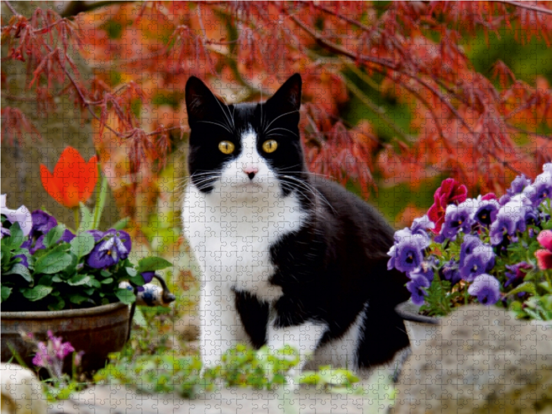 Schwarz-weiße Katze im blühenden Garten