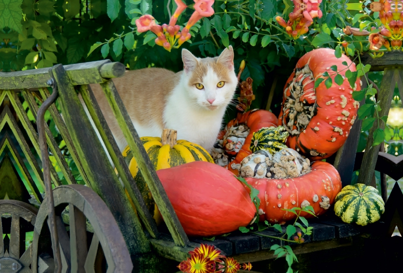 Katze in einem Leiterwagen mit Kürbissen