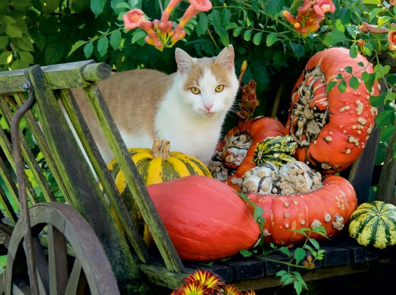 Katze in einem Leiterwagen mit Kürbissen