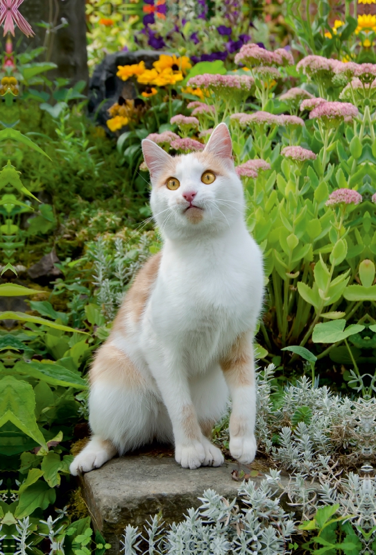 Aufmerksame Katze im Garten