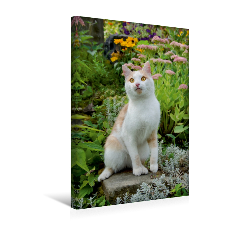 Calvendo Leinwand — Aufmerksame Katze im Garten