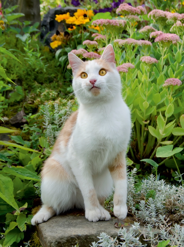 Aufmerksame Katze im Garten