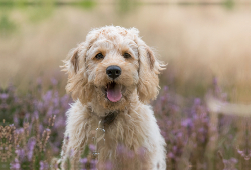 Labradoodle Welpe