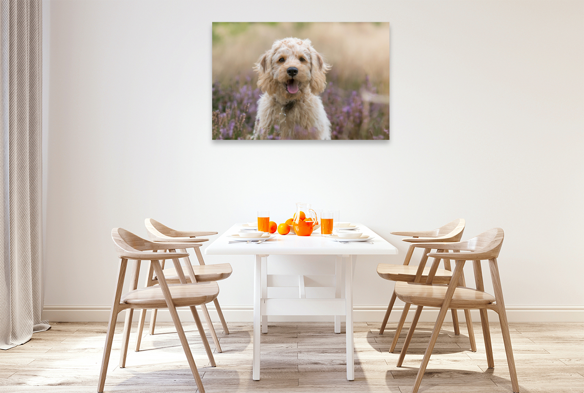 Labradoodle Welpe