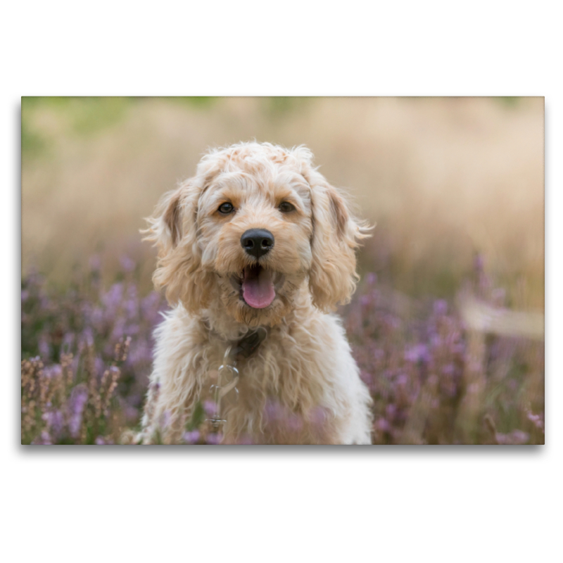 Labradoodle Welpe