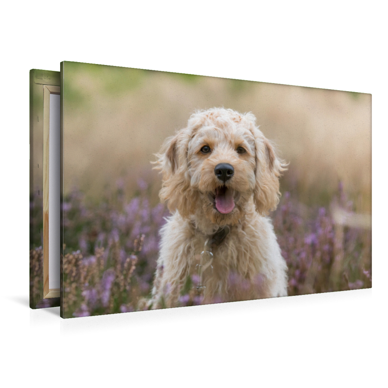 Labradoodle Welpe