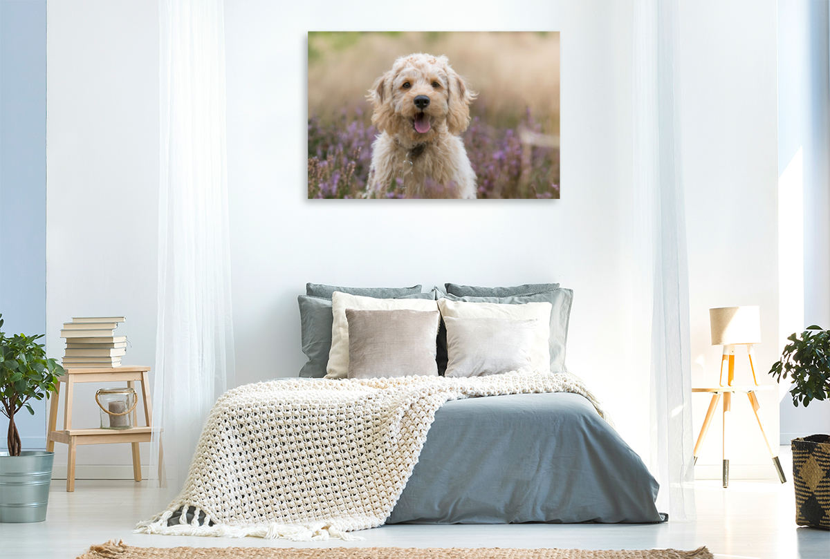 Labradoodle Welpe