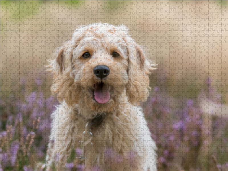 Labradoodle Welpe