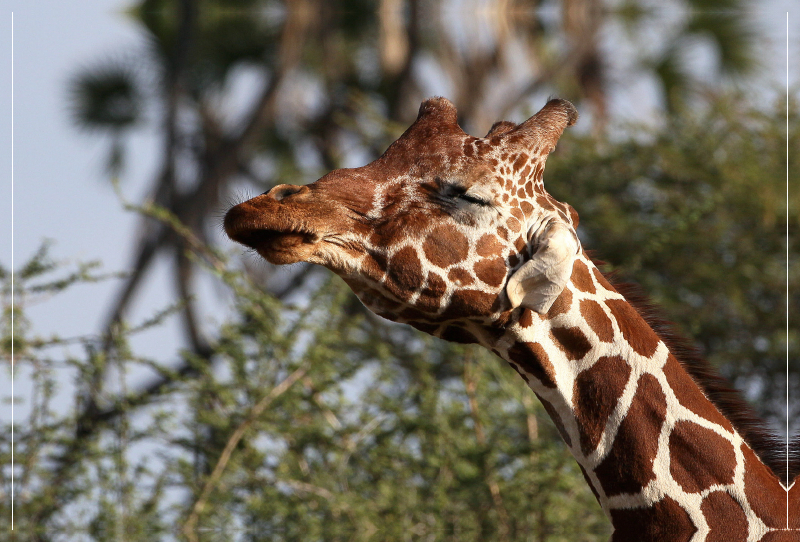 Giraffen – Kopfschütteln