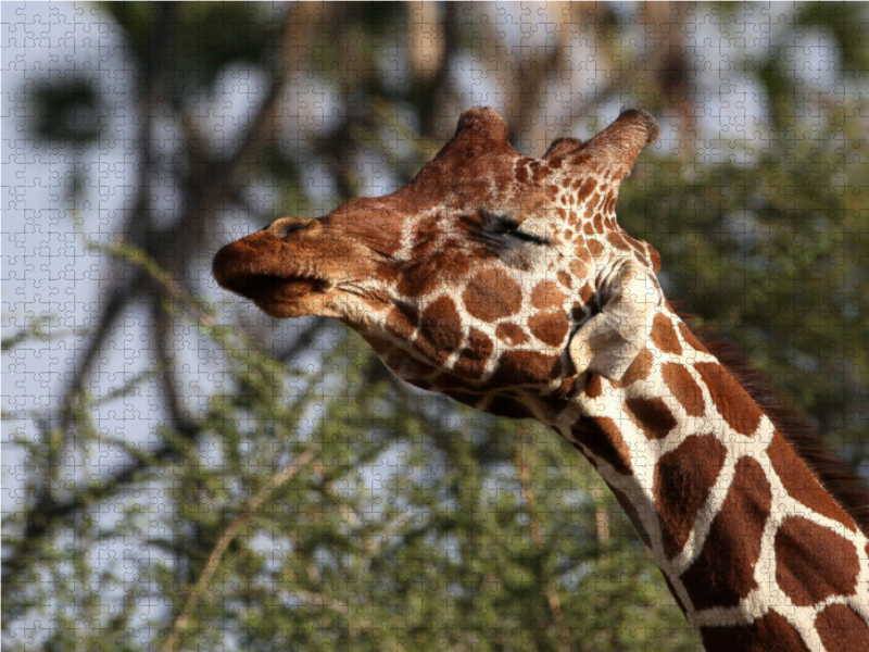 Giraffen – Kopfschütteln