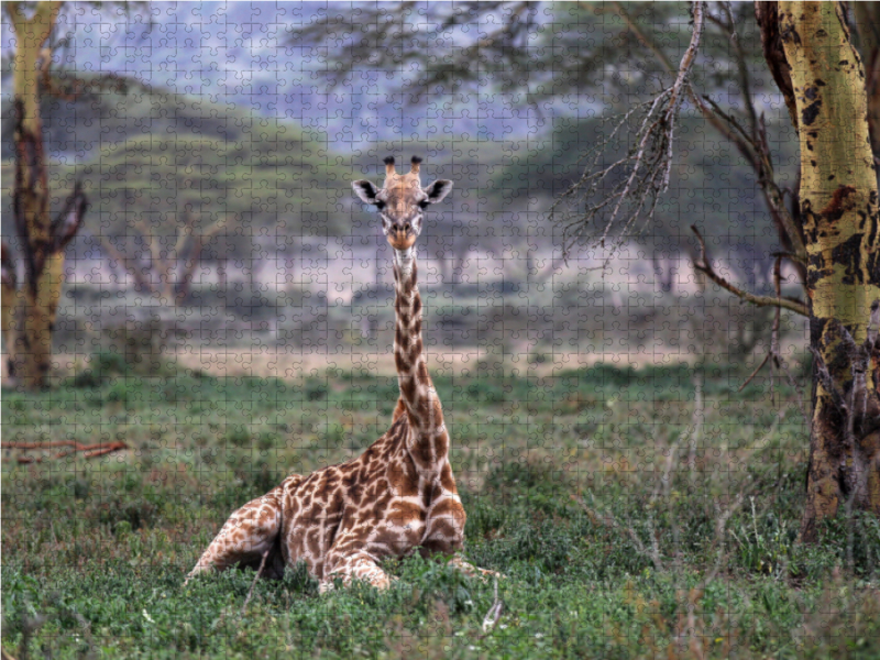 Giraffen – Mittagsruhe