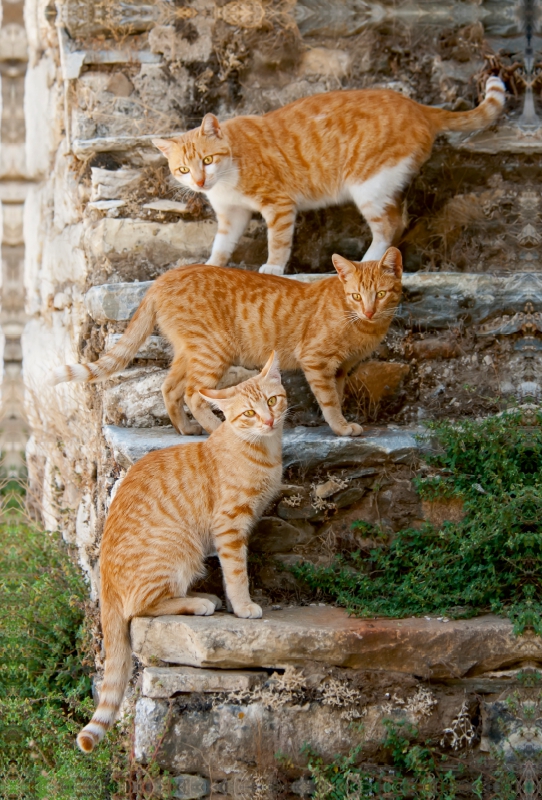 Drei rotgetigerte Katzen auf einer Treppe