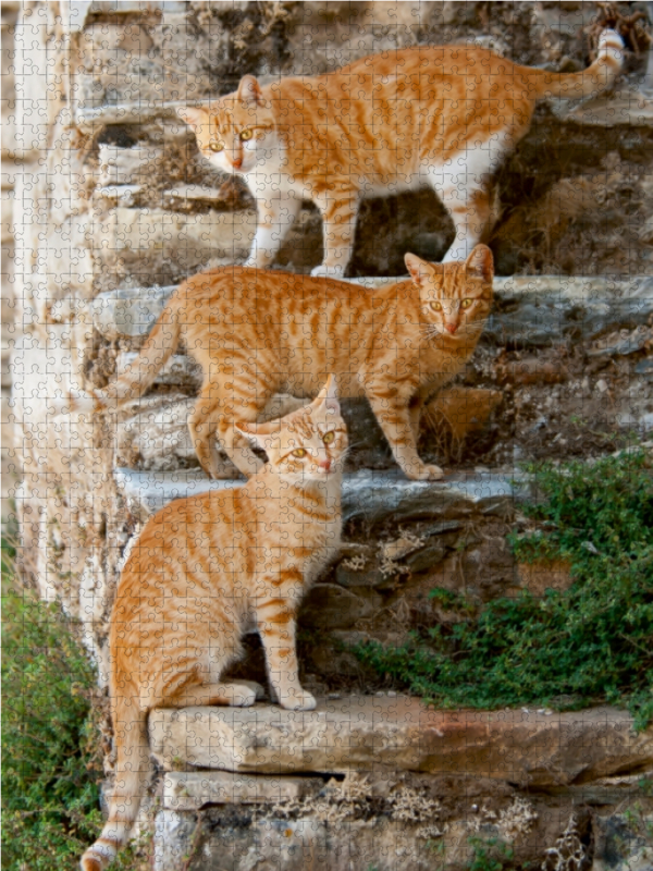 Drei rotgetigerte Katzen auf einer Treppe