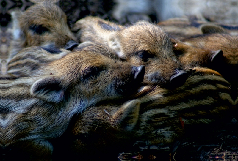 Gruppenkuscheln