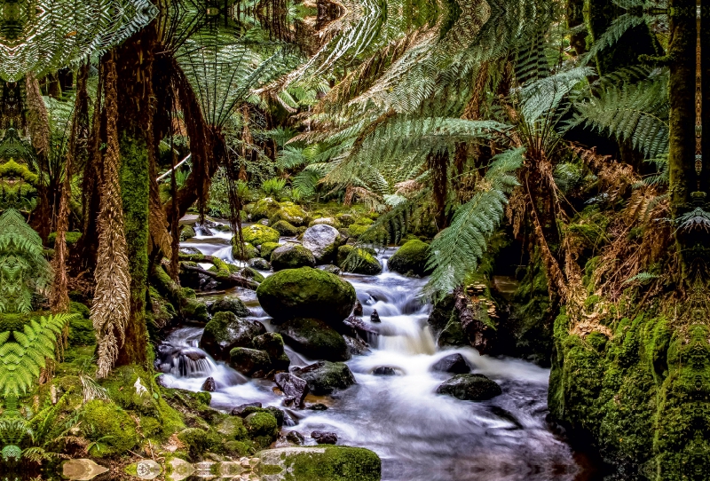 St. Columba Falls in Tasmanien