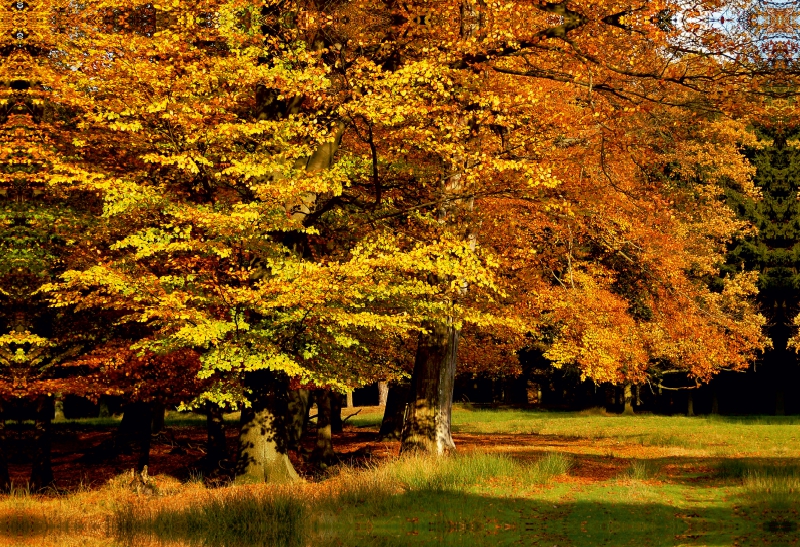 Wundervoller Herbst! Ein Motiv aus dem Kalender Jahresringe - Bäume als Wegbegleiter