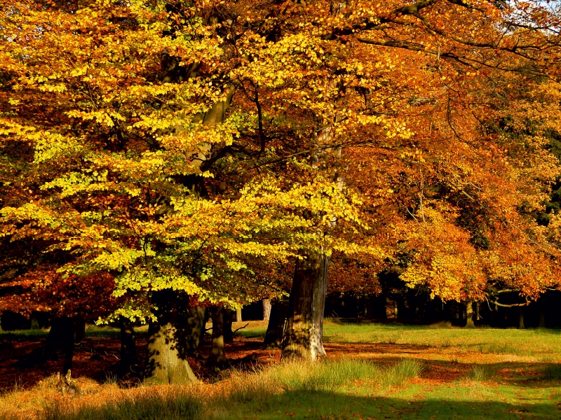 Wundervoller Herbst! Ein Motiv aus dem Kalender Jahresringe - Bäume als Wegbegleiter