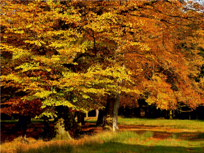 Wundervoller Herbst! Ein Motiv aus dem Kalender Jahresringe - Bäume als Wegbegleiter