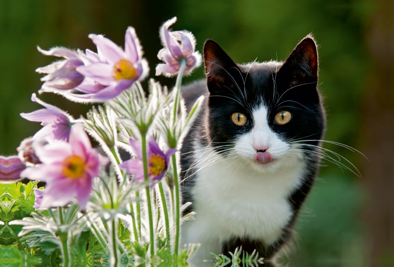 Katze schaut neugierig durch Blüten der Küchenschellen