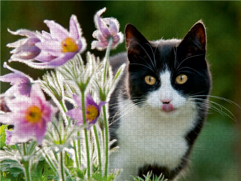 Katze schaut neugierig durch Blüten der Küchenschellen