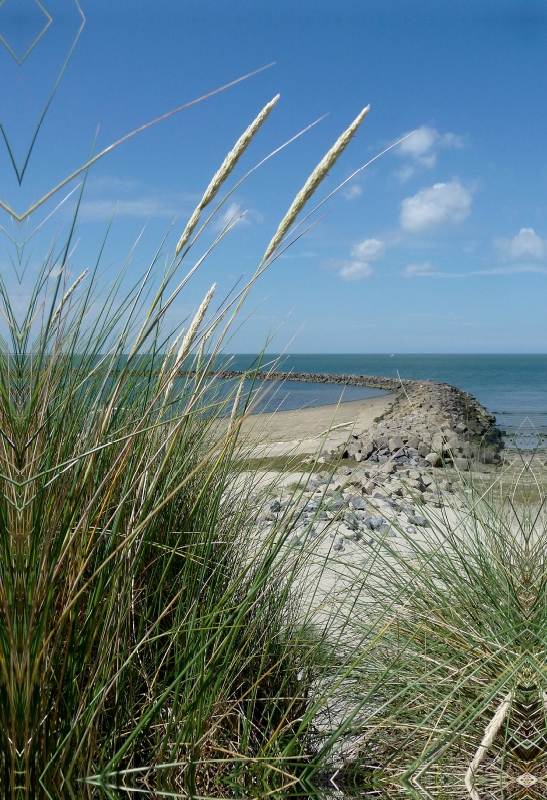 Blühender Strandhafer und Blick auf eine Buhne