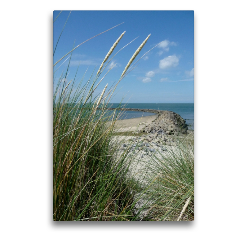 Blühender Strandhafer und Blick auf eine Buhne