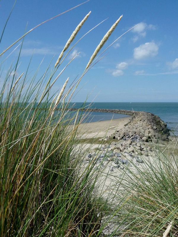 Blühender Strandhafer und Blick auf eine Buhne