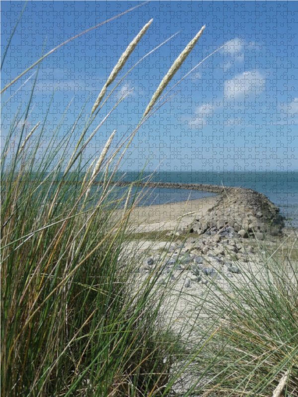 Blühender Strandhafer und Blick auf eine Buhne