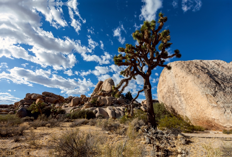 Joshua Tree Nationalpark, Kalifornien