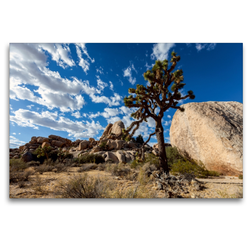 Joshua Tree Nationalpark, Kalifornien