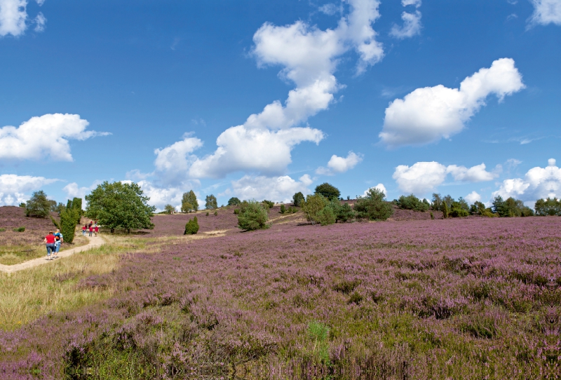 Wilseder Berg, Lüneburger Heide