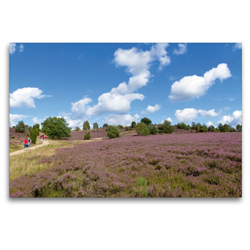 Wilseder Berg, Lüneburger Heide